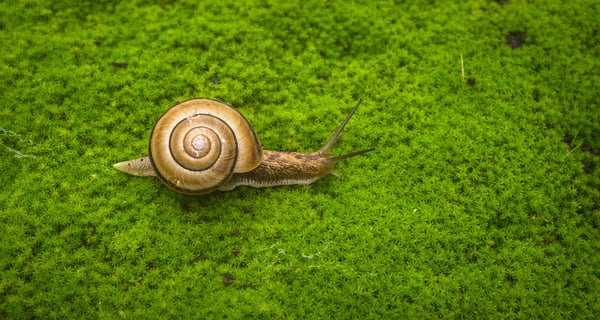 Proposez à vos clients une expédition écologique avec une livraison lente